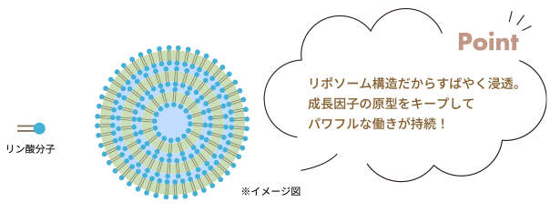 リポソーム構造　イメージ図