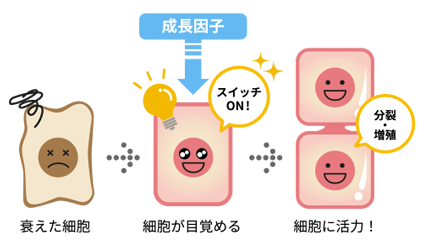 成長因子　イメージ図