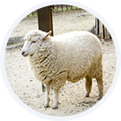 加水分解ケラチン